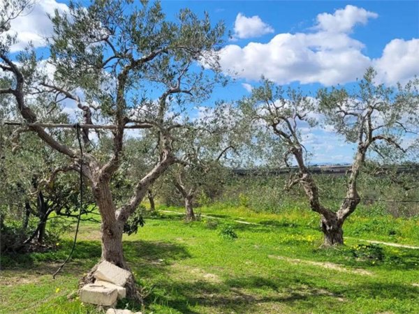 terreno agricolo in vendita a Cerignola