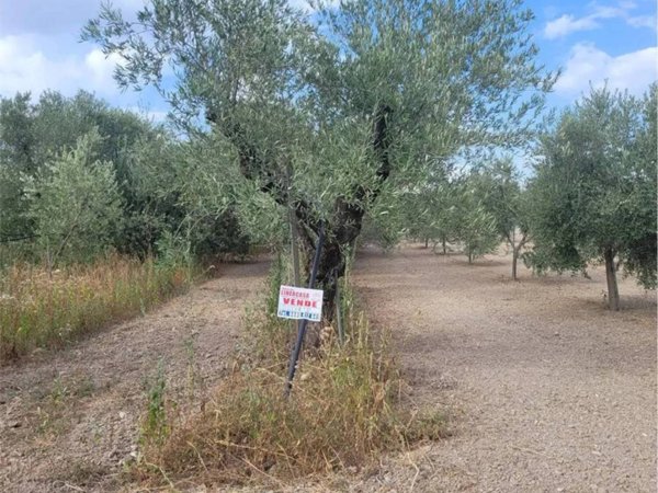 terreno agricolo in vendita a Cerignola
