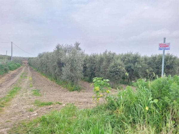 terreno agricolo in vendita a Cerignola