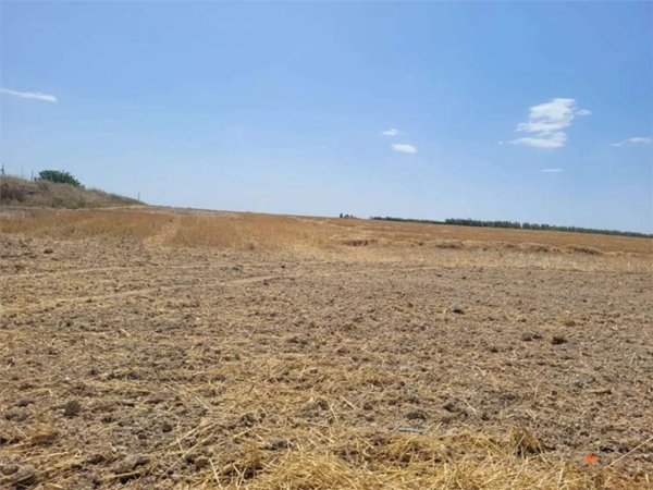 terreno agricolo in vendita a Cerignola