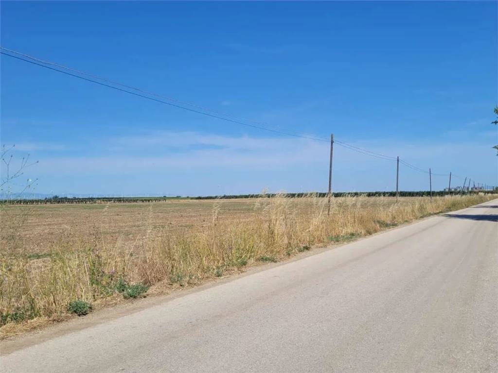 terreno agricolo in vendita a Cerignola in zona Pozzo Terraneo
