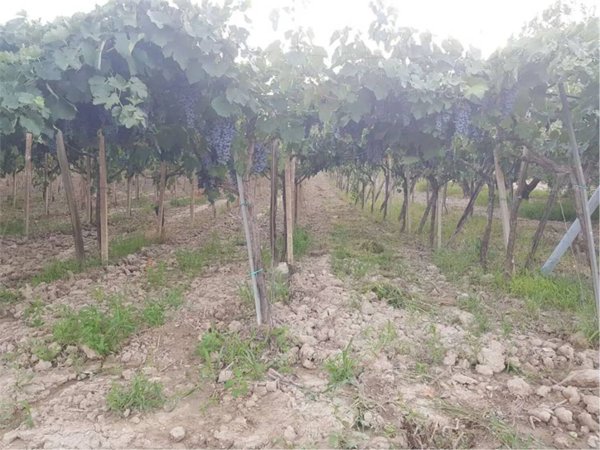 terreno agricolo in vendita a Cerignola