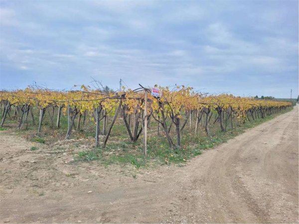 terreno agricolo in vendita a Cerignola