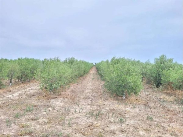casa indipendente in vendita a Cerignola