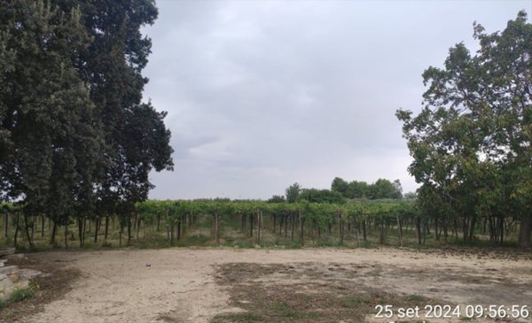 terreno agricolo in vendita a Cerignola