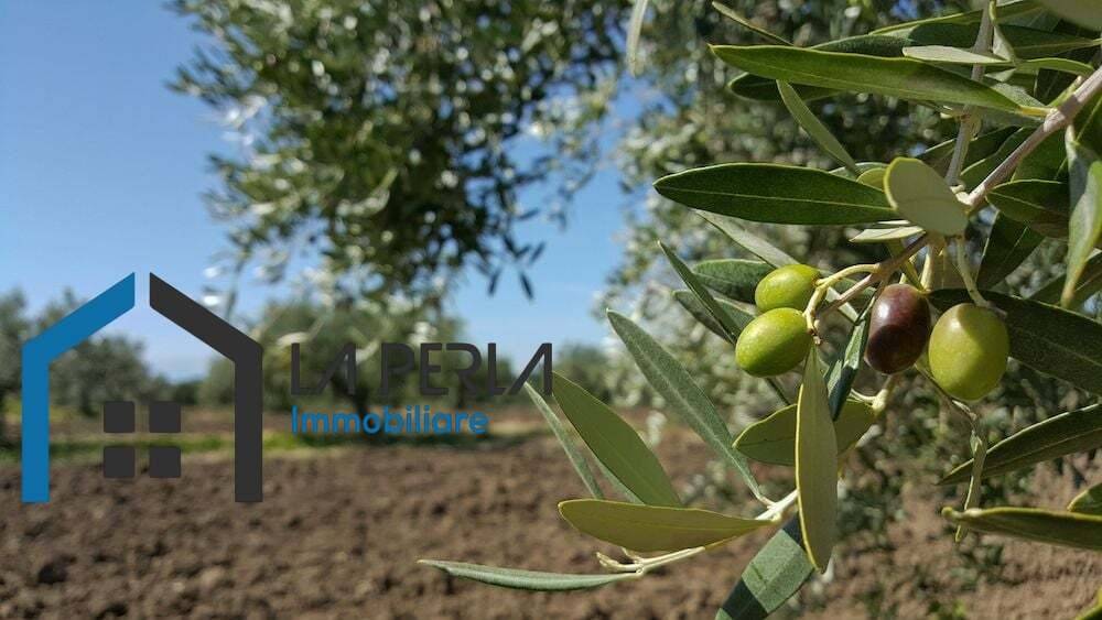terreno agricolo in vendita a Cerignola