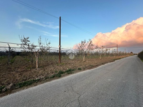 terreno agricolo in vendita a Cerignola