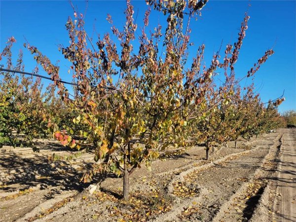 terreno agricolo in vendita a Cerignola