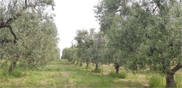 appartamento in vendita a Cerignola