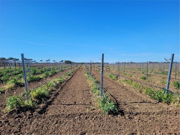 terreno agricolo in vendita a Cerignola