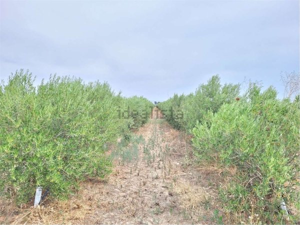 azienda agricola in vendita a Cerignola