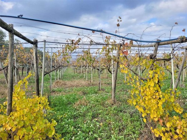 appartamento in vendita a Cerignola