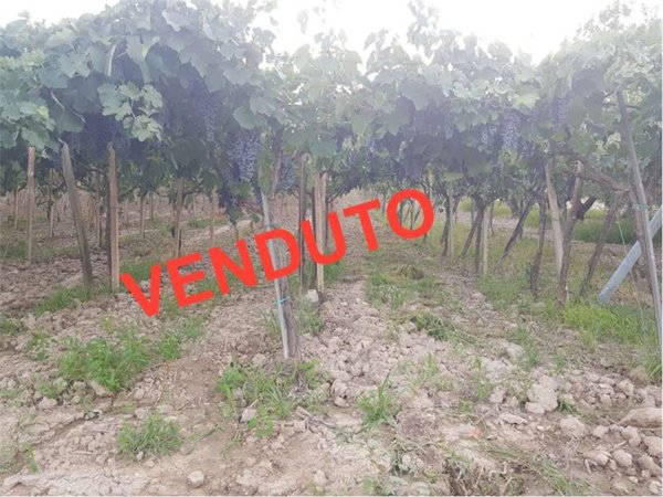 terreno agricolo in vendita a Cerignola