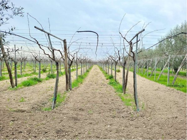 casa indipendente in vendita a Cerignola