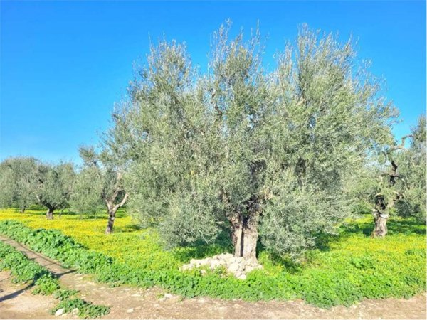 casa indipendente in vendita a Cerignola