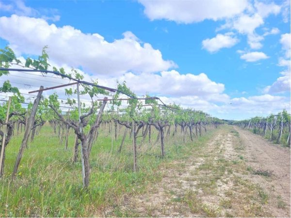 terreno agricolo in vendita a Cerignola