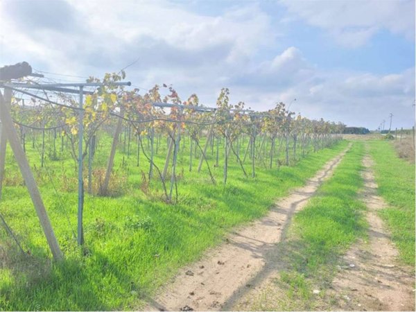 terreno agricolo in vendita a Cerignola