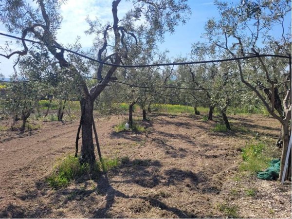 terreno agricolo in vendita a Cerignola