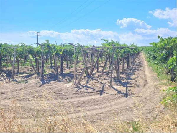 terreno agricolo in vendita a Cerignola