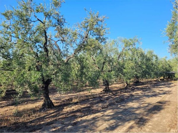 terreno agricolo in vendita a Cerignola