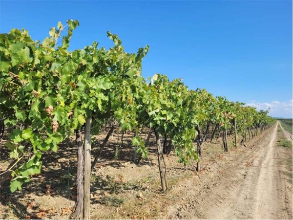 terreno agricolo in vendita a Cerignola