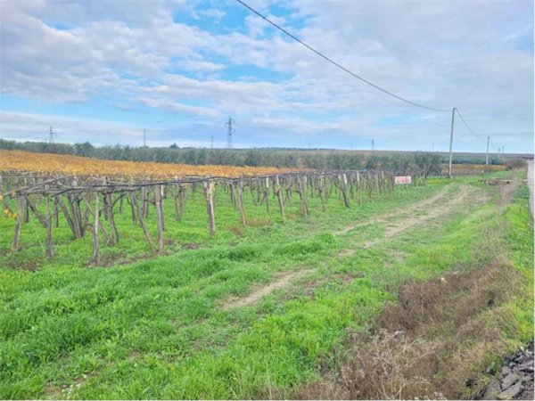 terreno agricolo in vendita a Cerignola