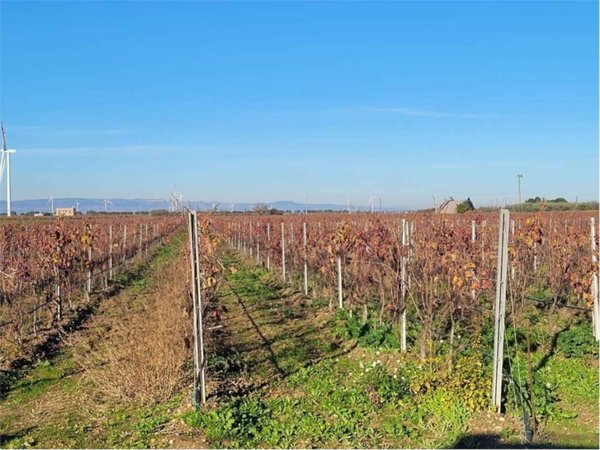 terreno agricolo in vendita a Cerignola