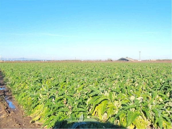 terreno agricolo in vendita a Cerignola
