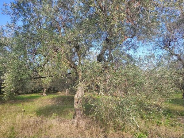 terreno agricolo in vendita a Cerignola