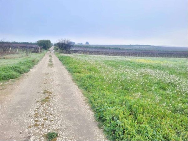 terreno agricolo in vendita a Cerignola