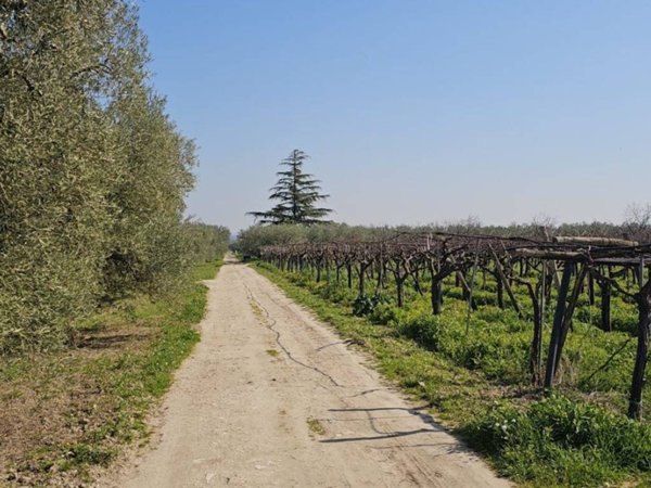 terreno agricolo in vendita a Cerignola