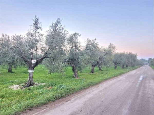 terreno in vendita a Cerignola