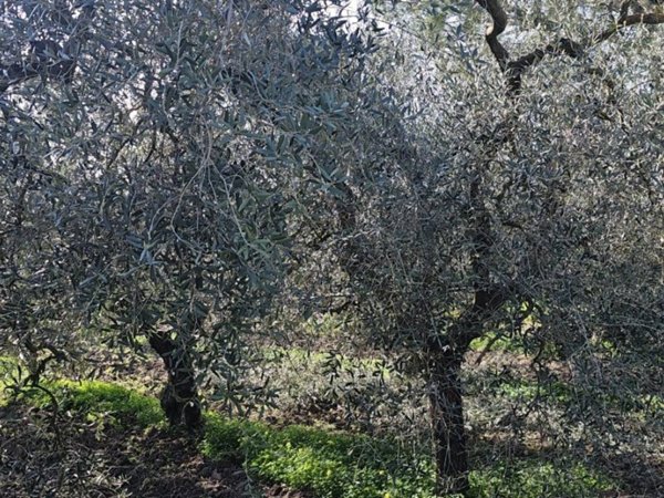 terreno agricolo in vendita a Cerignola