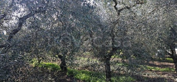 terreno agricolo in vendita a Cerignola