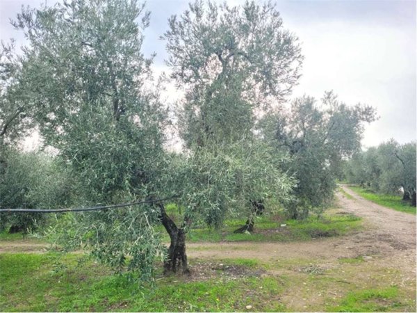 terreno agricolo in vendita a Cerignola