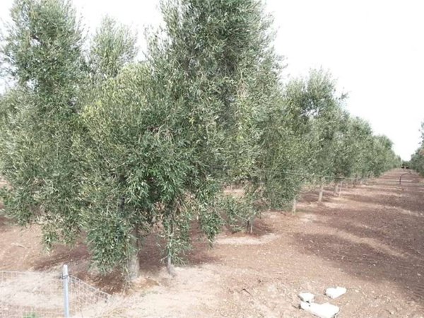 terreno agricolo in vendita a Cerignola