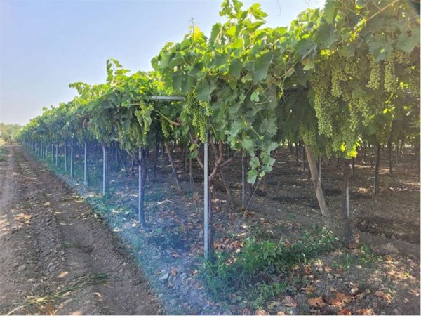terreno agricolo in vendita a Cerignola