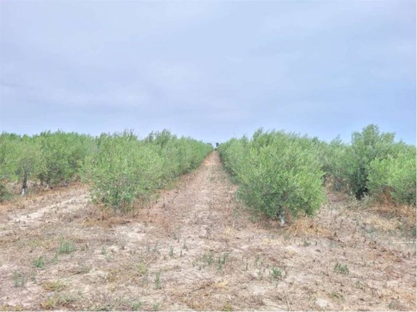 terreno agricolo in vendita a Cerignola