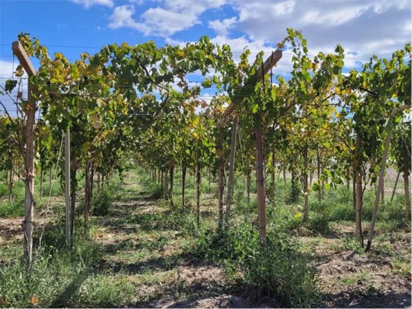 terreno agricolo in vendita a Cerignola