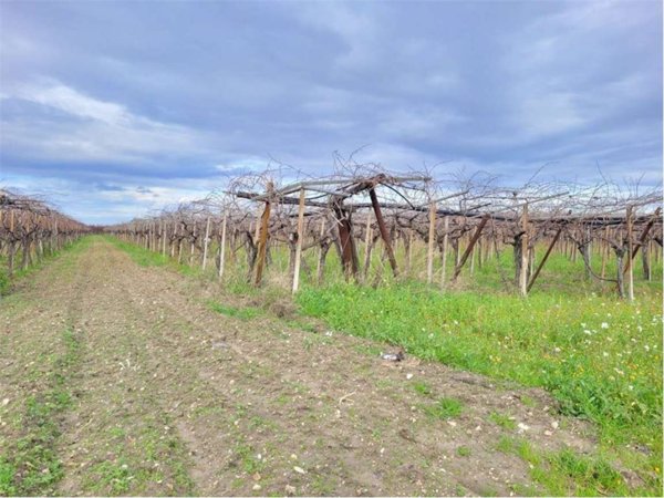terreno agricolo in vendita a Cerignola