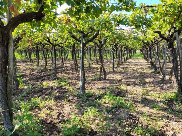 casa indipendente in vendita a Cerignola