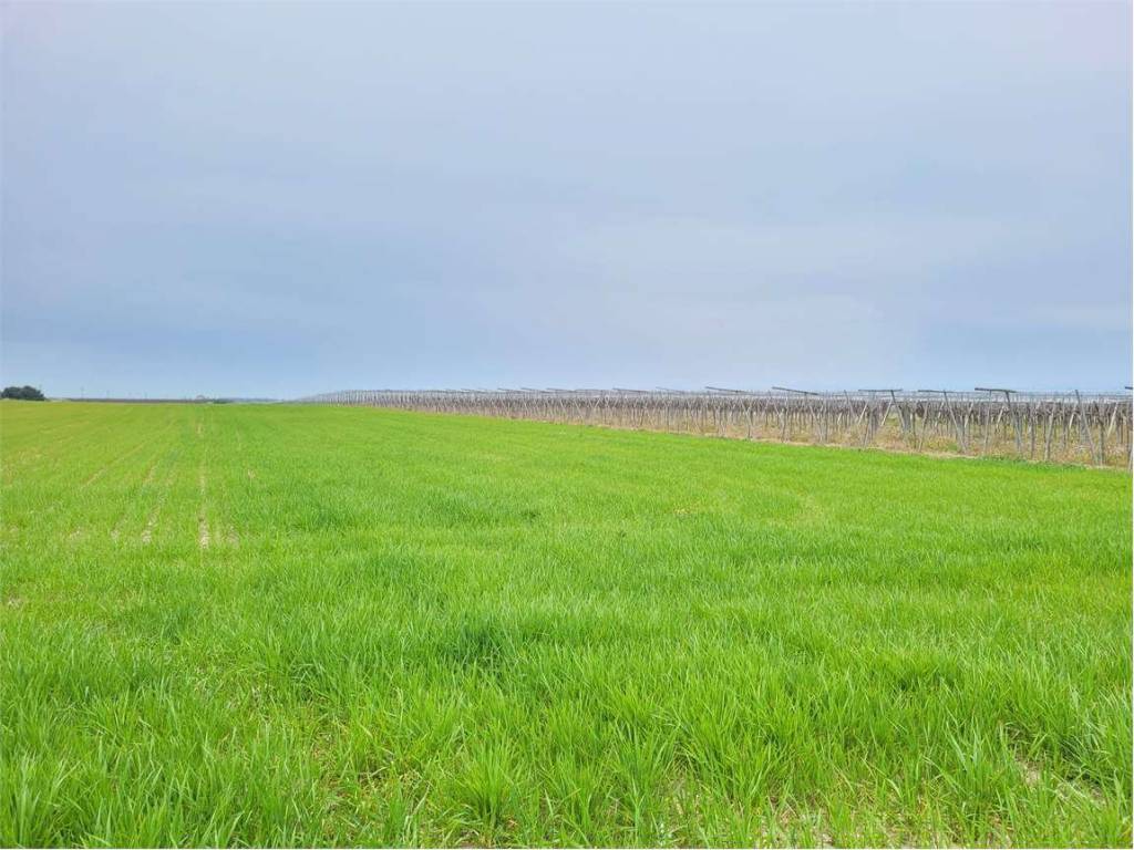 terreno agricolo in vendita a Cerignola