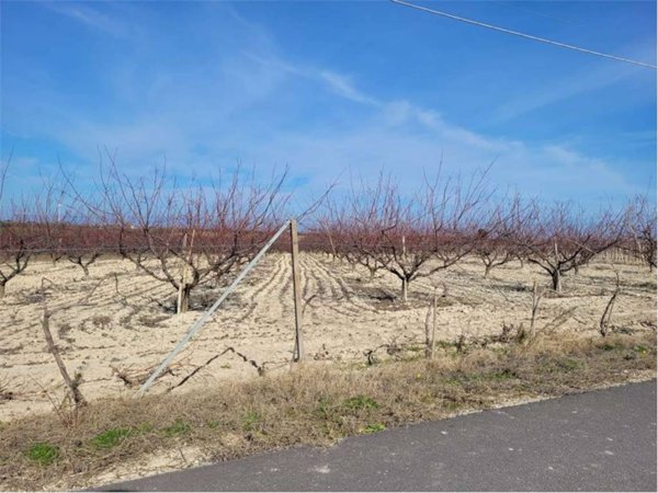 terreno agricolo in vendita a Cerignola