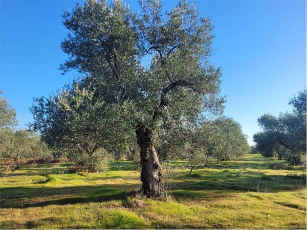 terreno agricolo in vendita a Cerignola