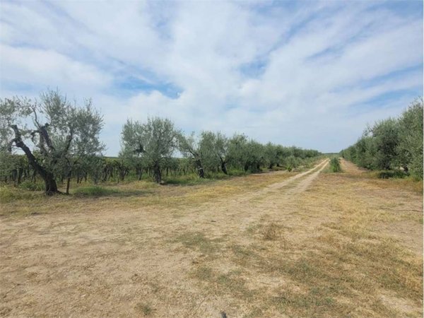 terreno agricolo in vendita a Cerignola