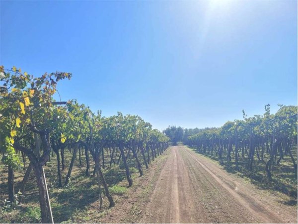 terreno agricolo in vendita a Cerignola
