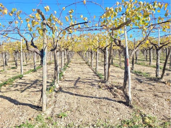 negozio in vendita a Cerignola