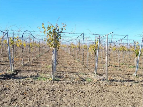 negozio in vendita a Cerignola