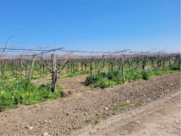terreno agricolo in vendita a Cerignola