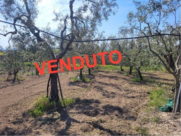 terreno agricolo in vendita a Cerignola